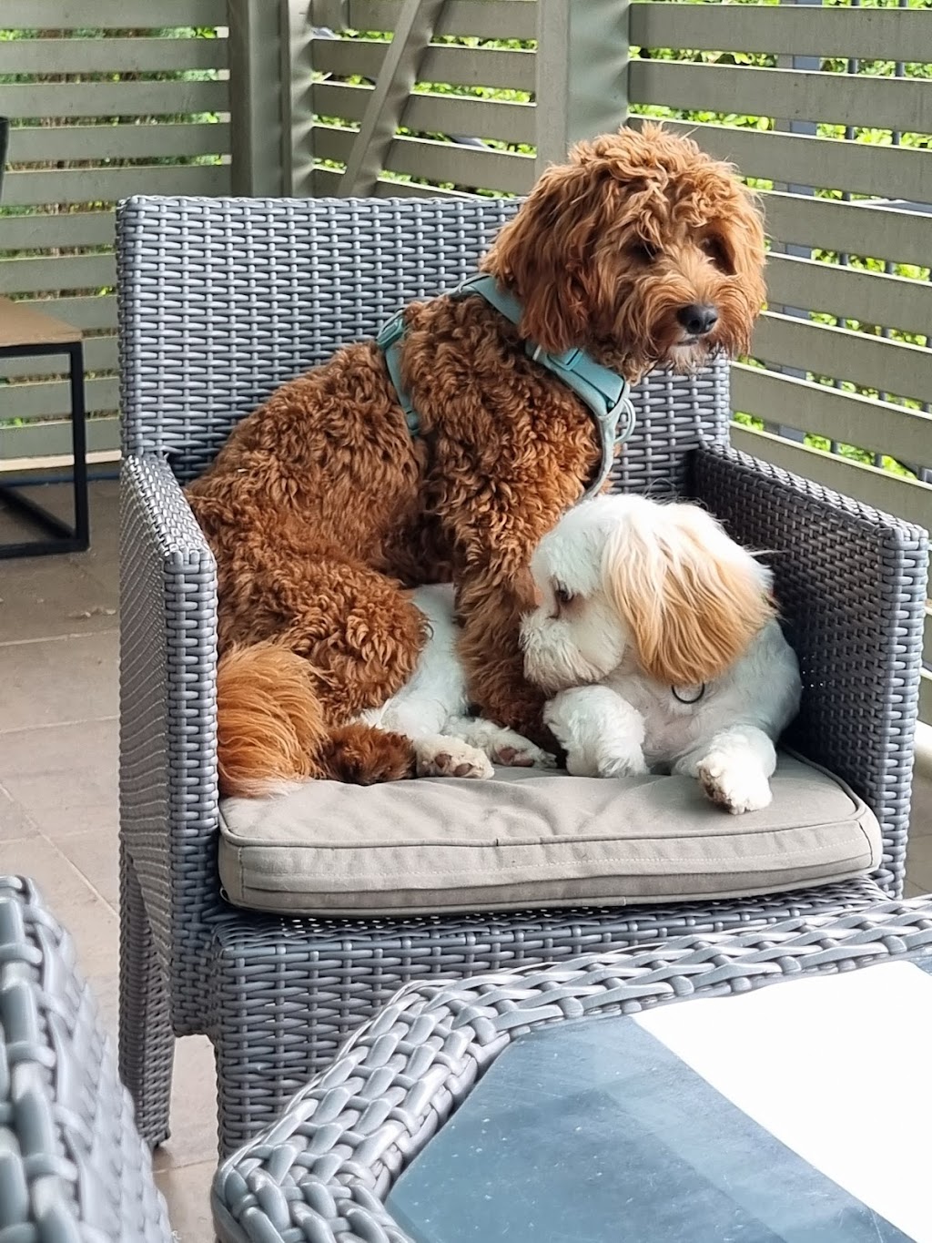 Hunters Doggy Daycare & Shop | 29 Blackbutts Rd, Frenchs Forest NSW 2086, Australia | Phone: 0415 693 337