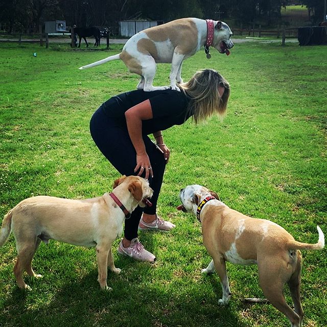 Wagging School Dog Training and Behaviour | Maroney Rd, Mangrove Mountain NSW 2250, Australia | Phone: 0421 752 696