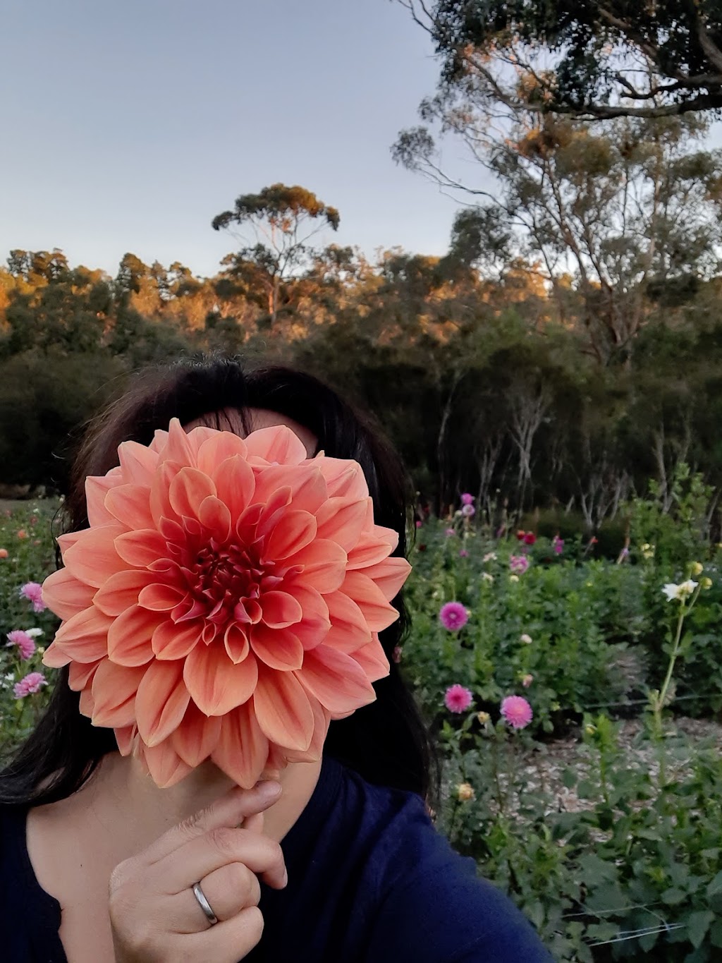 Harvest Homestead | 229 Glenfern Rd, Upwey VIC 3158, Australia | Phone: 0477 733 881