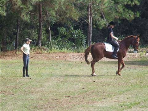 Merrypark Equestrian Centre | 670 Bunya Rd, Eumundi QLD 4562, Australia | Phone: 0417 544 184