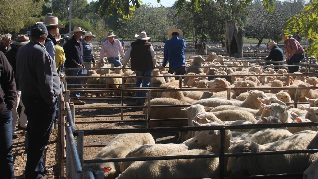 Jonos Sheep Shearing Services | Junction Rd, Littlehampton SA 5250, Australia | Phone: 0424 723 589