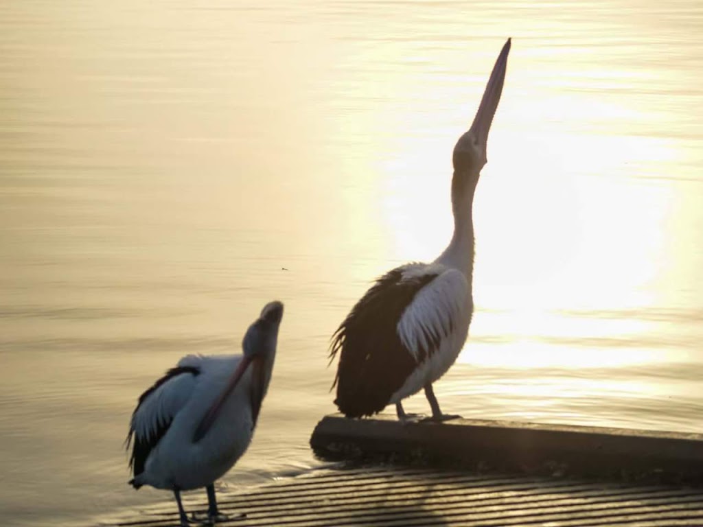 Yamba Boat Harbour Marina | 3 Yamba Rd, Yamba NSW 2464, Australia | Phone: (02) 6646 9245