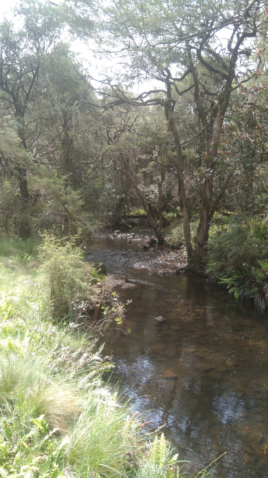 Manning River Camp Ground | lodging | Pheasant Creek Rd, Barrington Tops NSW 2422, Australia