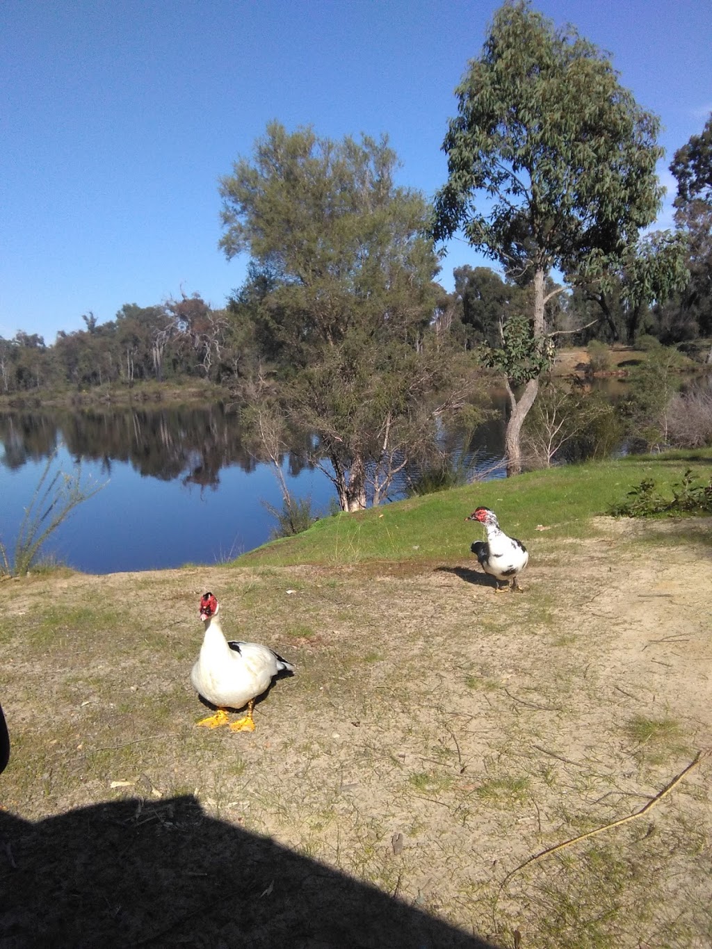 Minninup Pool | park | Scenic Drive, Collie WA 6225, Australia | 0897349000 OR +61 8 9734 9000