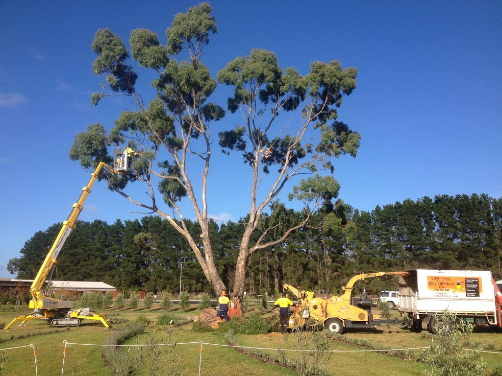 Surfcoast Tree Services | 17 Inverlochy St, Anglesea VIC 3230, Australia | Phone: (03) 5263 2848