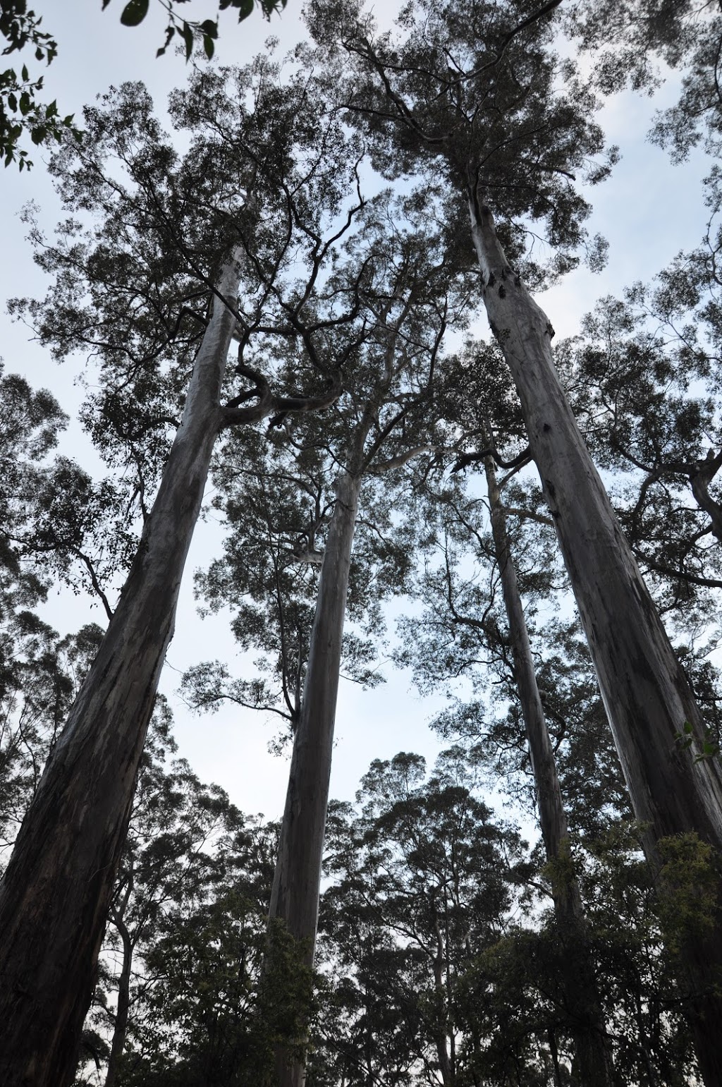 Big Tree Grove | park | Shannon WA 6262, Australia