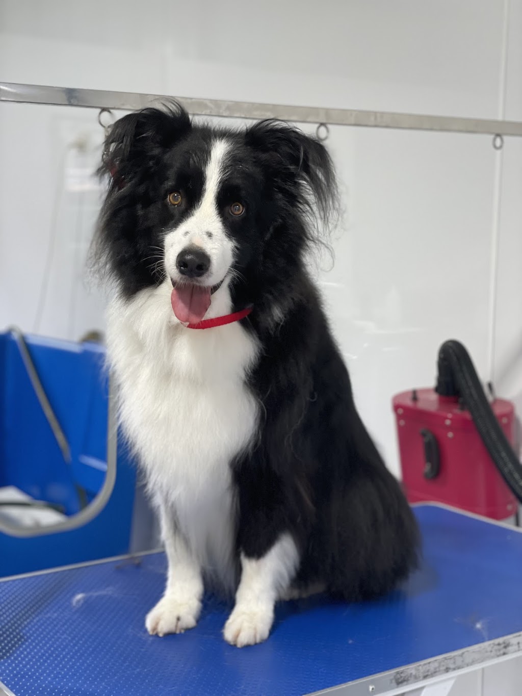 Megs Pampered Pets | 287 Sussex Inlet Rd, Sussex Inlet NSW 2540, Australia | Phone: 0411 989 469
