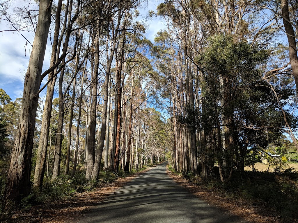 Hollybank Forest Reserve | park | 66 Hollybank Rd, Underwood TAS 7268, Australia