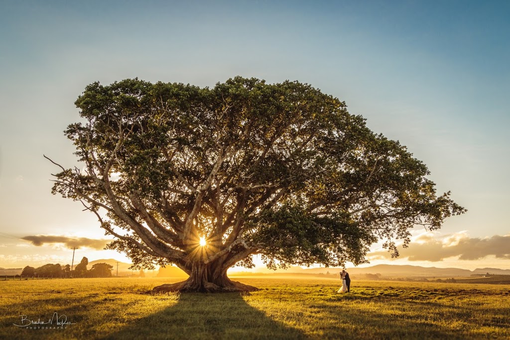 Brendan MacRae Photography | 30 Cleminson Cl, Malanda QLD 4885, Australia | Phone: 0438 873 425