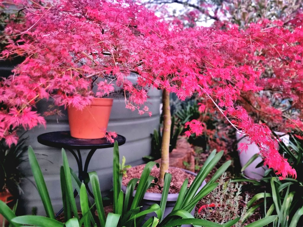 Online Tree Farm | 11 Fitzroy St, Wilton NSW 2571, Australia | Phone: 0410 791 288