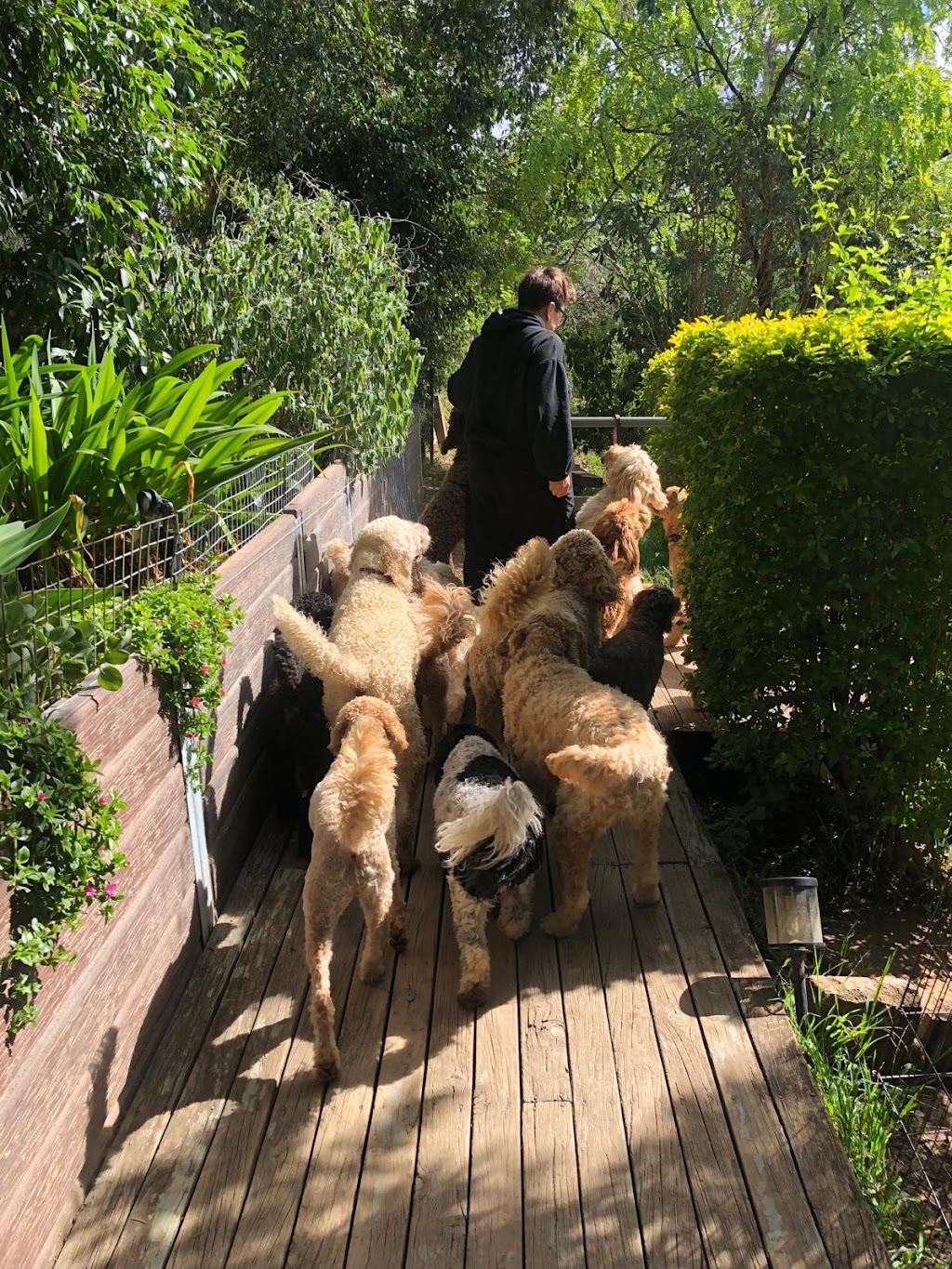 Woofs HQ | 16 E Kurrajong Rd, East Kurrajong NSW 2758, Australia | Phone: 0420 960 690