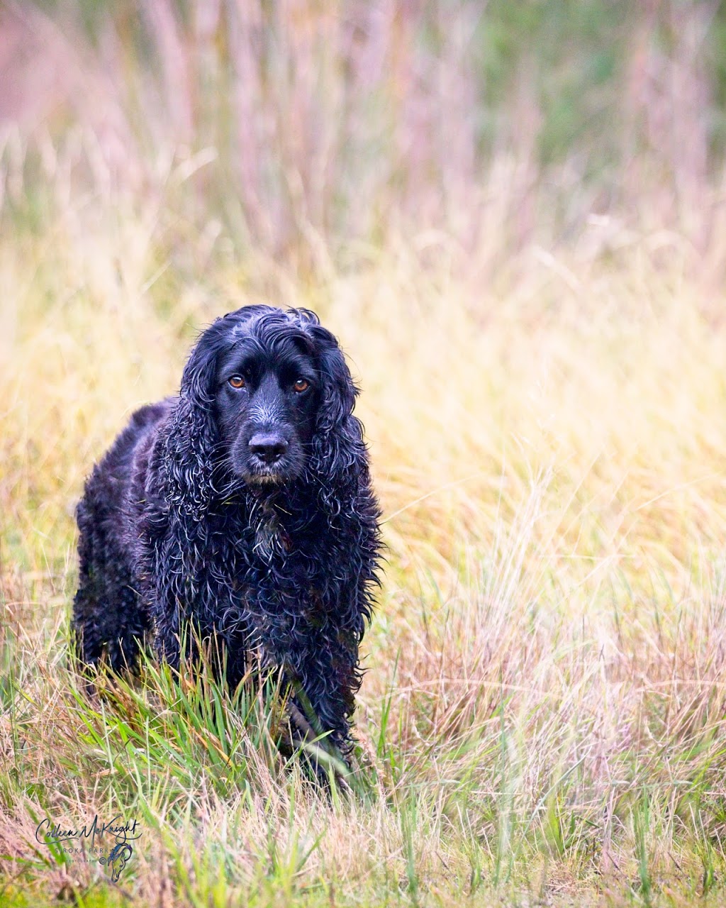 Siroka Park Pet and Equine Photography | Warranqite Cres, Hastings VIC 3915, Australia | Phone: 0409 456 949