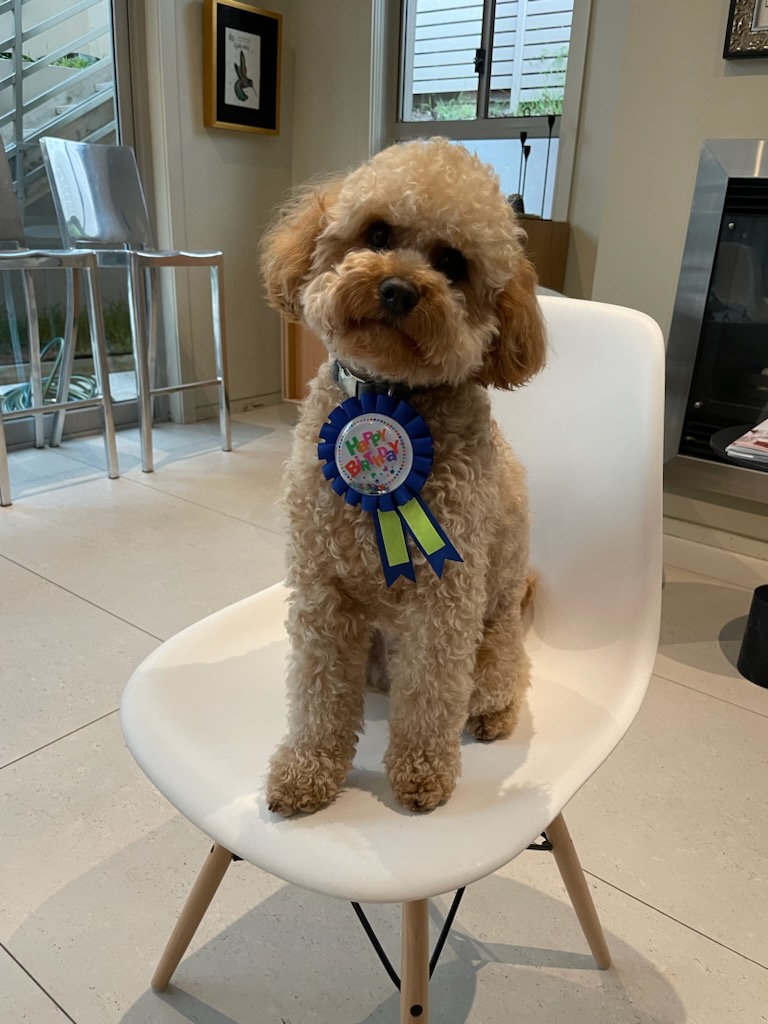 Prestige Stud Dog Services - Cavalier & Poodle Studs | Diggers Rest-Coimadai Rd, Toolern Vale VIC 3337, Australia | Phone: 0421 897 855