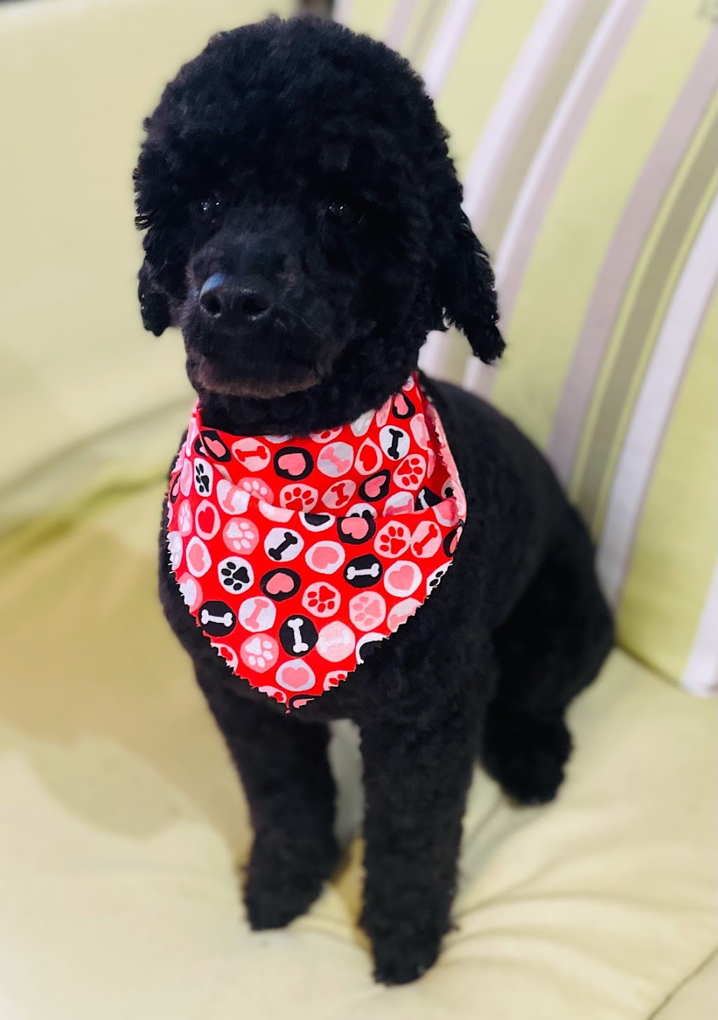 Scrub Woofers Dog Grooming | 4 Penelope Dr, Cornubia QLD 4130, Australia | Phone: 0449 796 654