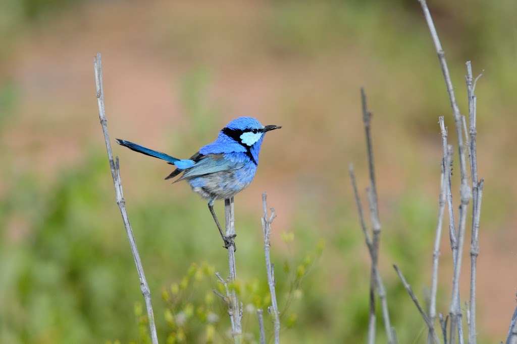 Bowra Sanctuary | Bowra Wildlife Sanctuary, 887 Humeburn Road, Cunnamulla QLD 4490, Australia | Phone: 0455 527 698