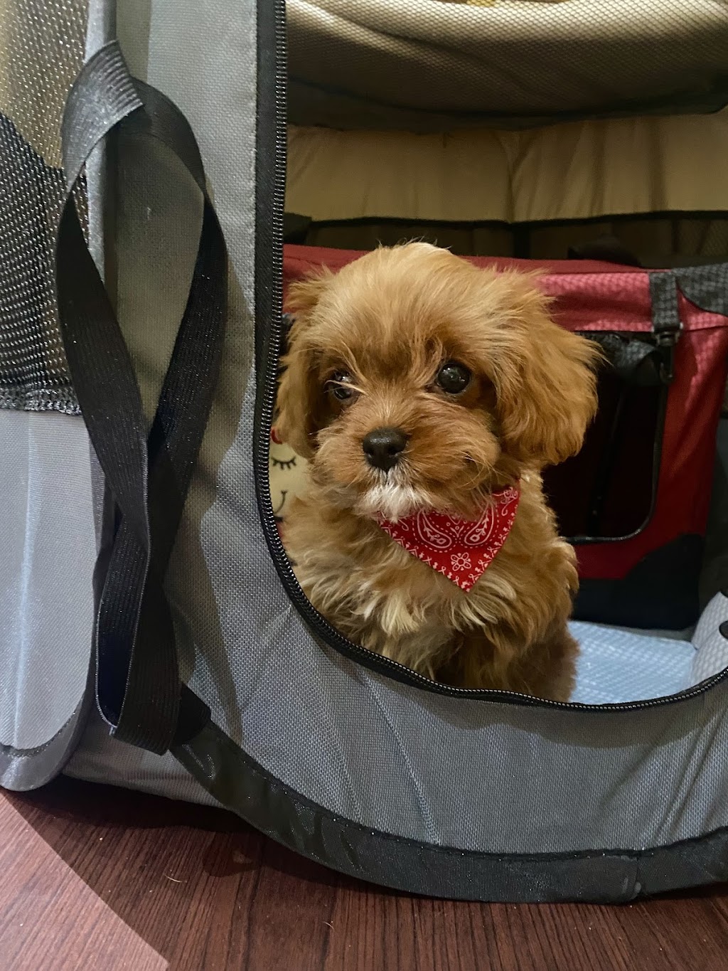 Oodle Life | 11A Benwerrin Cres, Grasmere NSW 2570, Australia | Phone: 0488 667 988