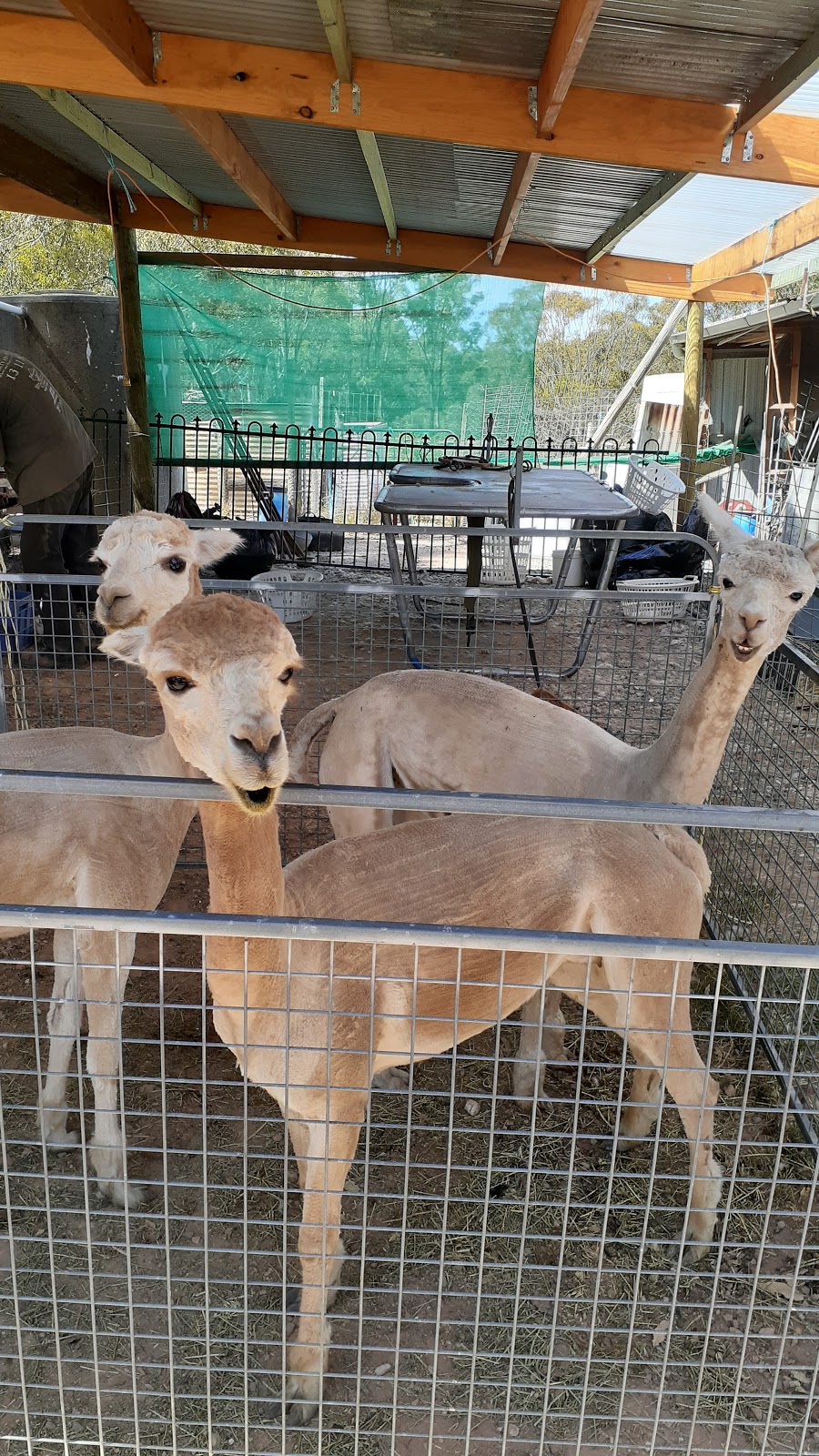 Dundreugan Alpacas | One Eye Forest Rd POB 629, Heathcote VIC 3523, Australia | Phone: 0425 738 660
