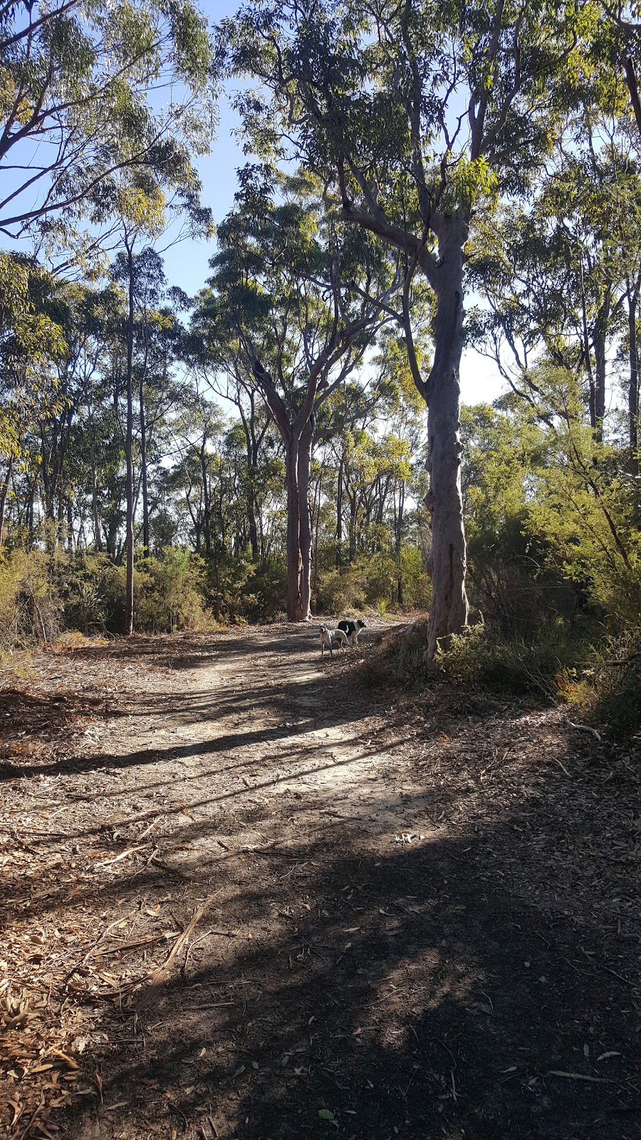 Sassafras Gully Reserve | park | Springwood NSW 2777, Australia