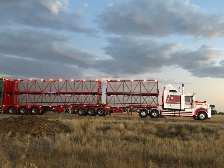 Paynes Livestock Transport | 50 Hall Rd, Pakenham South VIC 3810, Australia | Phone: 0408 344 194