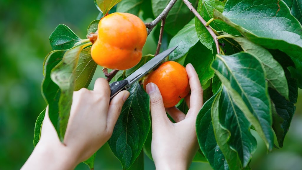 Mount Blue | 108 Valley Ridges Rd, Bilpin NSW 2758, Australia | Phone: 0438 172 849