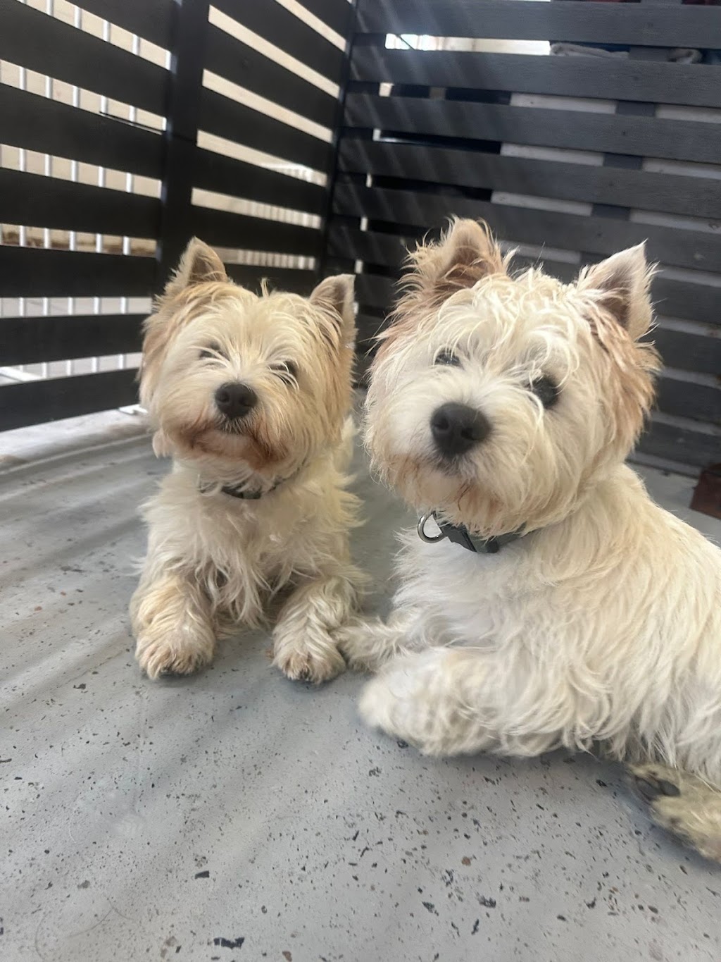Happy Little Howlers | 23a Luland St, Botany NSW 2019, Australia | Phone: 0452 661 046