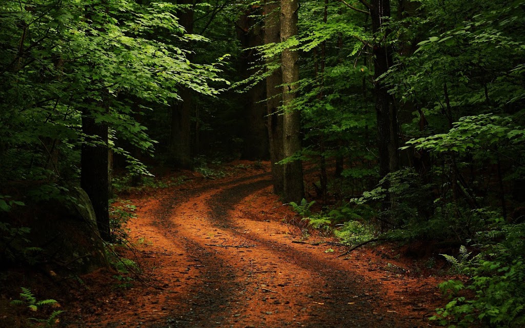 The Forbidden Forest | 93 Lloyd St, Dimboola VIC 3414, Australia | Phone: 0411 460 793