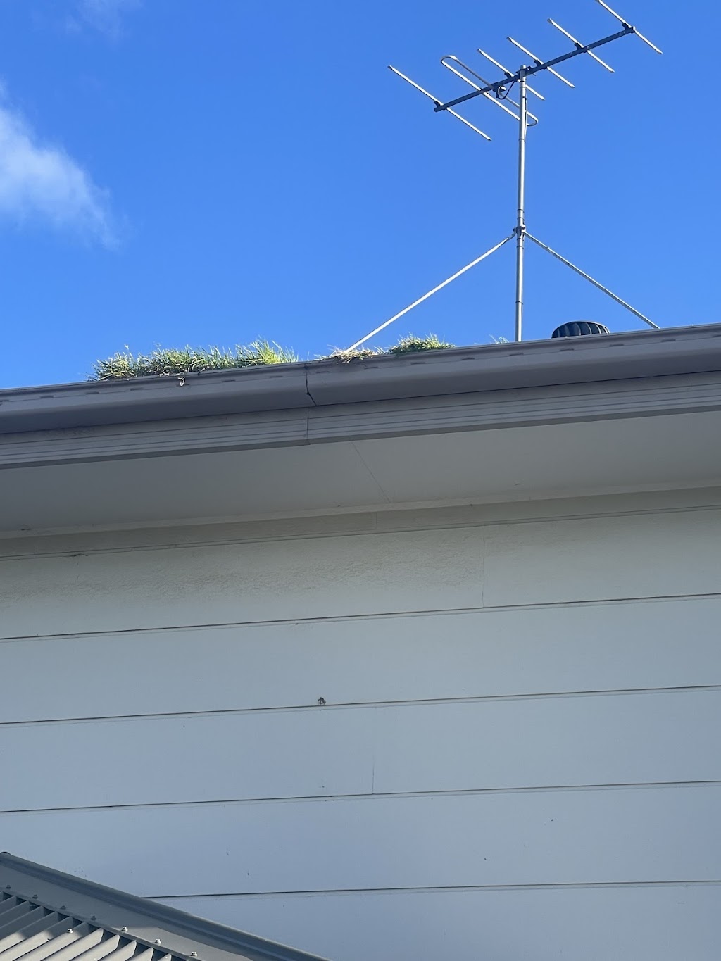 Essential Pest Solutions - Pest Control Geelong | 44/3 Dyson Ct, Breakwater VIC 3219, Australia | Phone: 0438 422 580