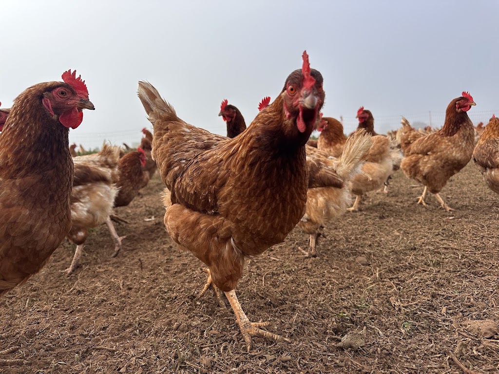 Blue Valley Farms Pty Ltd | 100 Martin Rd, Little River VIC 3211, Australia | Phone: 0425 819 417