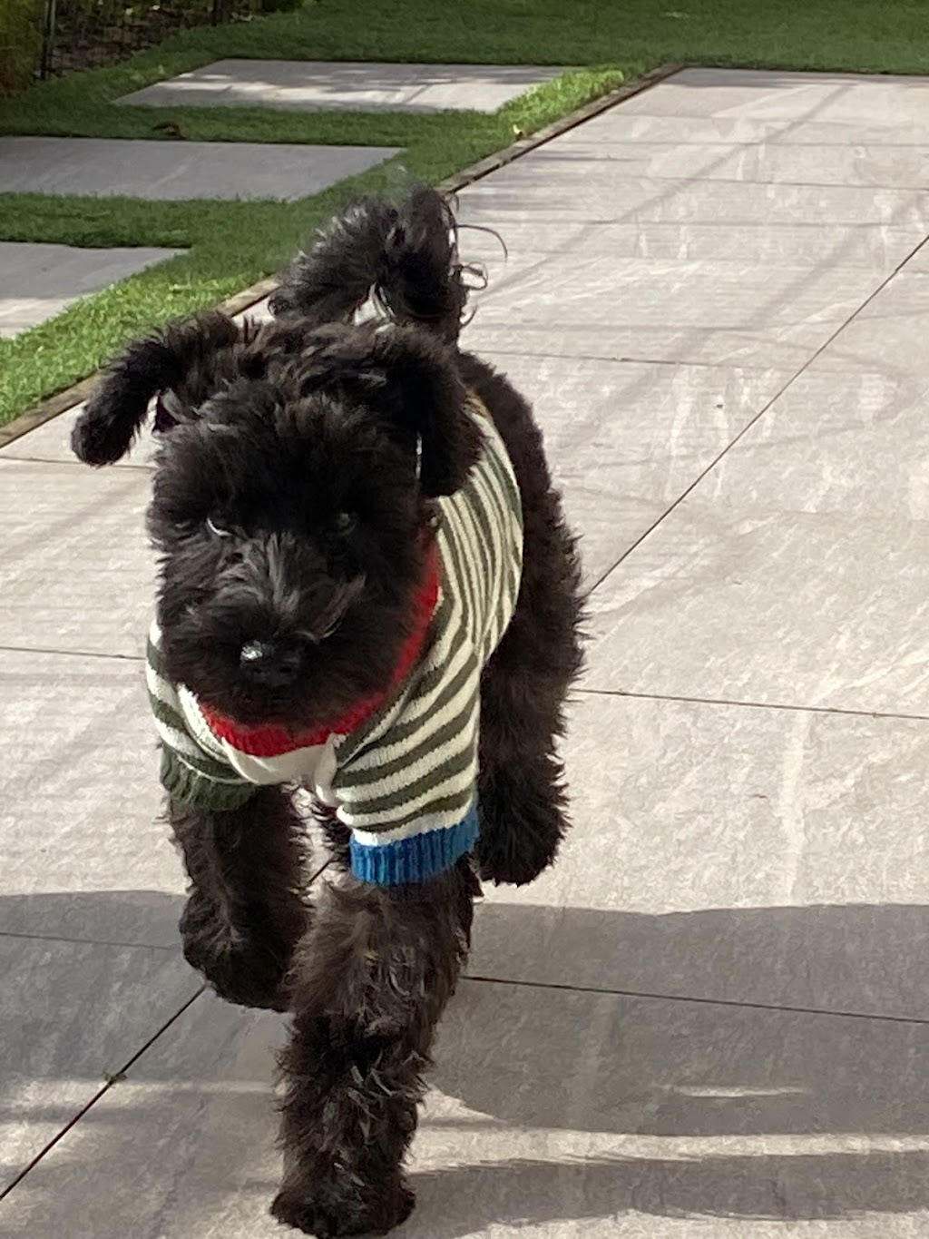 Oodles Of Fun Dog Boarding and Day Care | Mount Hutton NSW 2290, Australia | Phone: 0407 142 123
