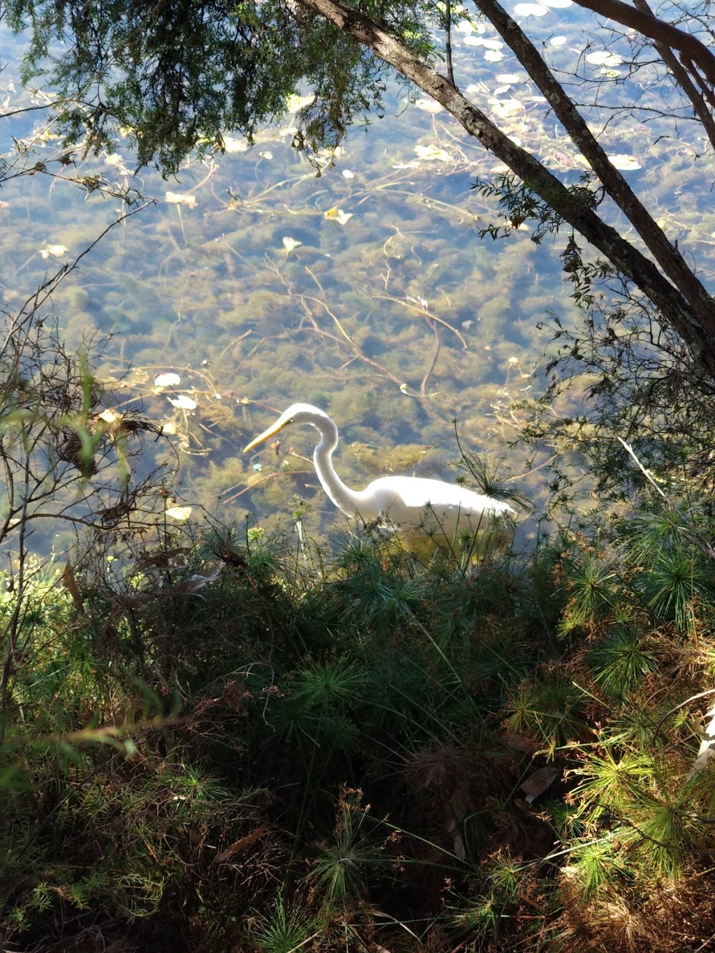 Lake Eden | park | North Lakes QLD 4509, Australia