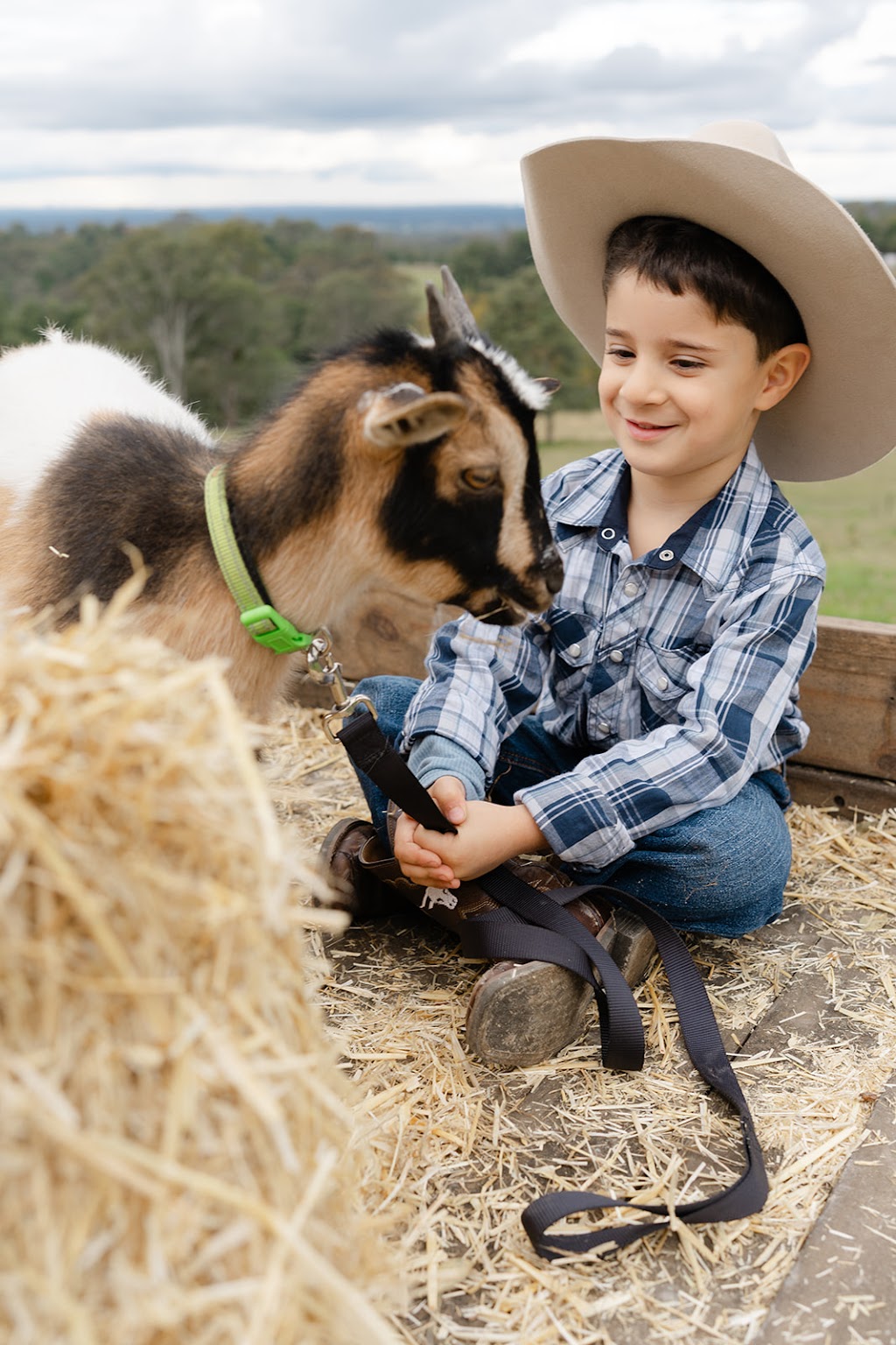 Crestview Minis - Highland Galloway Minature Cow Experience | Bells Rd, Grose Vale NSW 2753, Australia | Phone: 0414 700 540