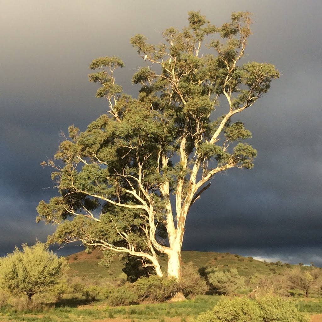 Wallaby Tracks Adventure Tours | 6 Railway Terrace, Quorn SA 5433, Australia | Phone: (08) 8648 6655