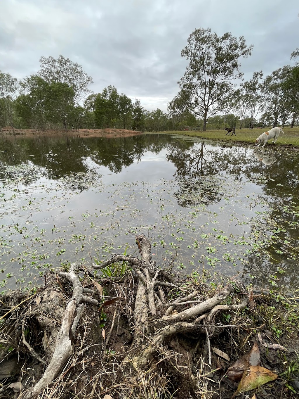 Seehorse Meadows | 39 Jamieson Rd, Churchable QLD 4311, Australia | Phone: 0433 263 783