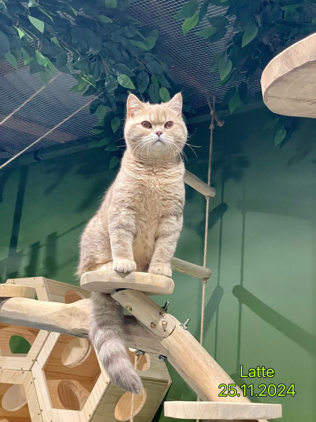FluffyMW Cattery Boarding | Glenidol Rd, Oakville NSW 2765, Australia | Phone: 0499 142 889