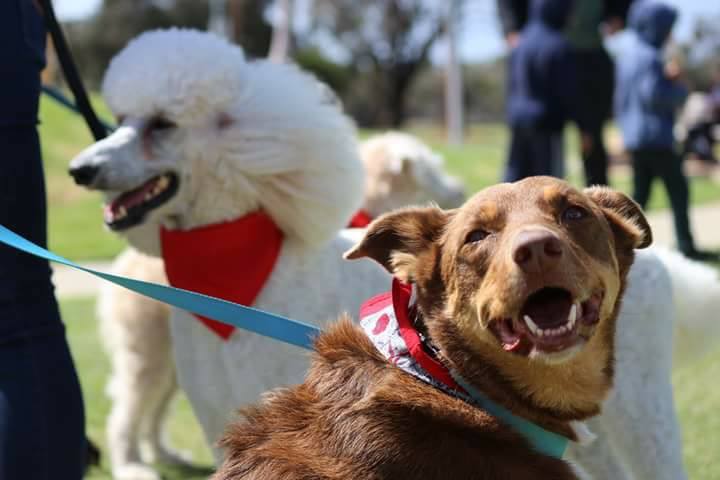 Dutchfield Dog Training |  | 6 Elliott St, Donnybrook WA 6239, Australia | 0423931120 OR +61 423 931 120