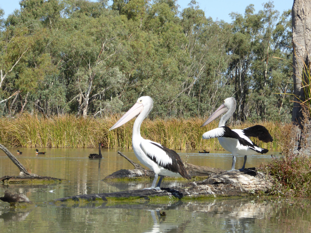 Loch Luna Game Reserve | park | Overland Corner SA 5330, Australia