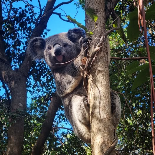 Wildlife Rescue in Redlands Queensland and Surrounds | Fairview St, Victoria Point QLD 4165, Australia | Phone: 0432 108 419