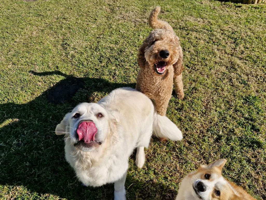 Pawfect Stay | 247 Reynolds Rd, Londonderry NSW 2753, Australia | Phone: 0413 866 896