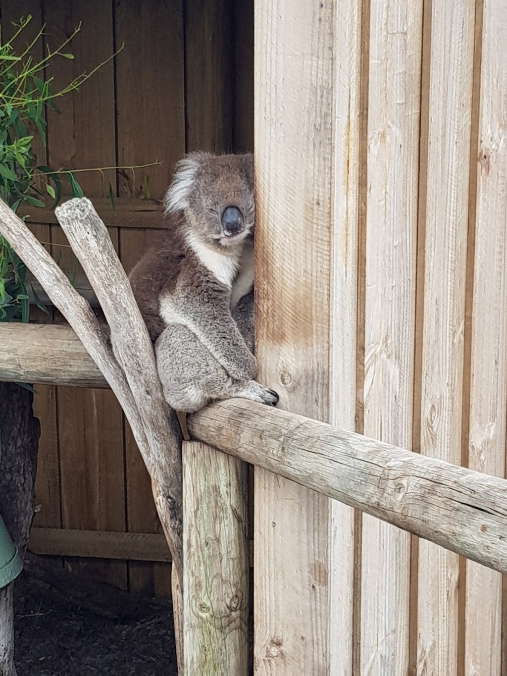 Australian Wildlife Park Albany | park | Torndirrup WA 6330, Australia | 0898444021 OR +61 8 9844 4021