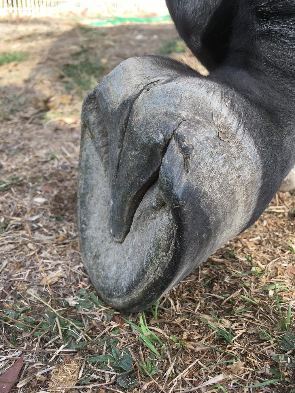 Macedon Ranges Barefoot Horse | Ashbourne Rd, Ashbourne VIC 3442, Australia | Phone: 0428 569 388