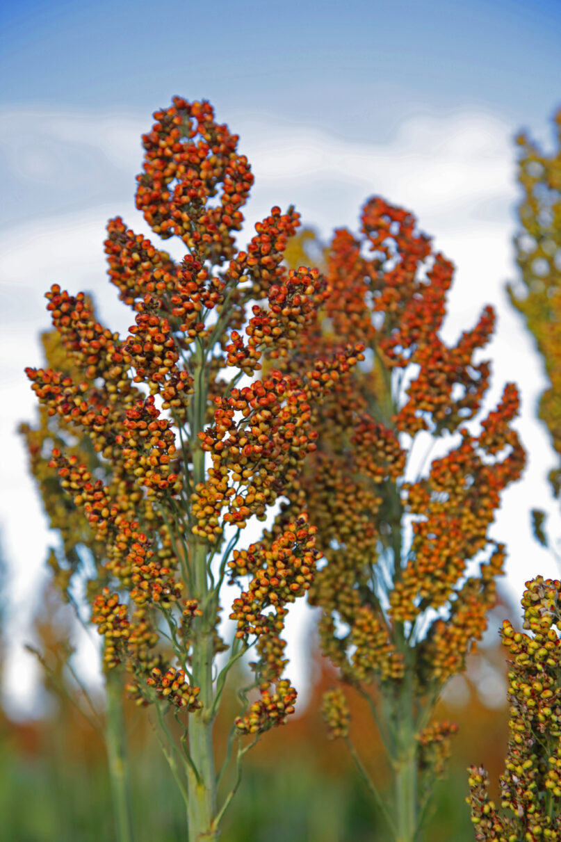 Agventure Farming | 1468 Millmerran Leyburn Rd, Tummaville QLD 4352, Australia | Phone: 0429 646 869