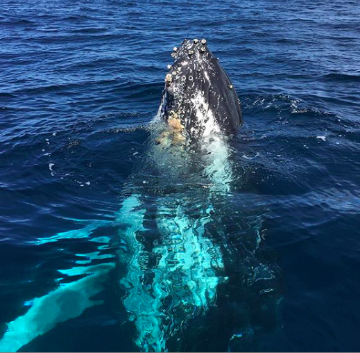 Yamba Whale Watch | 3 Yamba Rd, Yamba NSW 2464, Australia | Phone: 0497 942 537