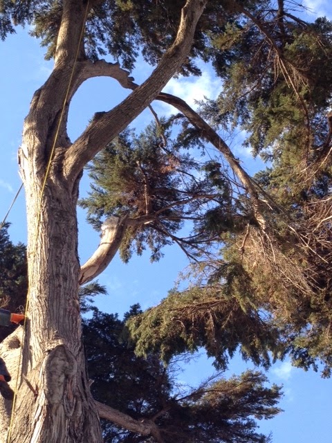 D and M Tree service | 18 Park View Cres, Hampton East VIC 3188, Australia | Phone: 0425 210 916