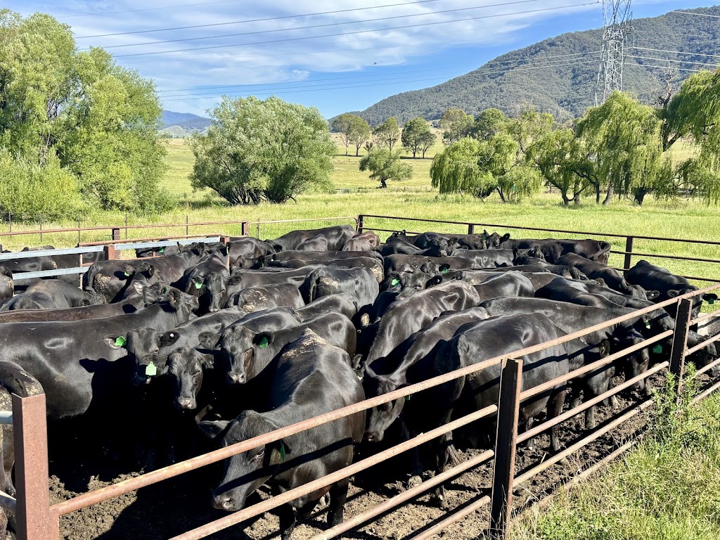 Green Valley Cattle | 1320, Tallangatta South VIC 3701, Australia | Phone: 0458 523 860