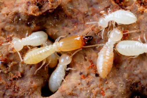 FUMAPEST Termite & Pest Control Sydney | 78 Stacey St, Bankstown NSW 2200, Australia | Phone: 1300 241 500