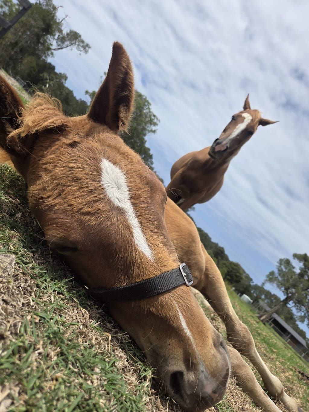 Equine Partnered Academy | 432 Fullerton Cove Rd, Fullerton Cove NSW 2318, Australia | Phone: 0409 849 436