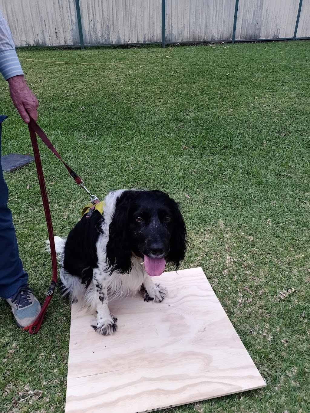 Clever Pup Dog Training, Daycare & Train plus Training Supplies | 2B Morgans Rd, Sandy Beach NSW 2456, Australia | Phone: 0412 050 279