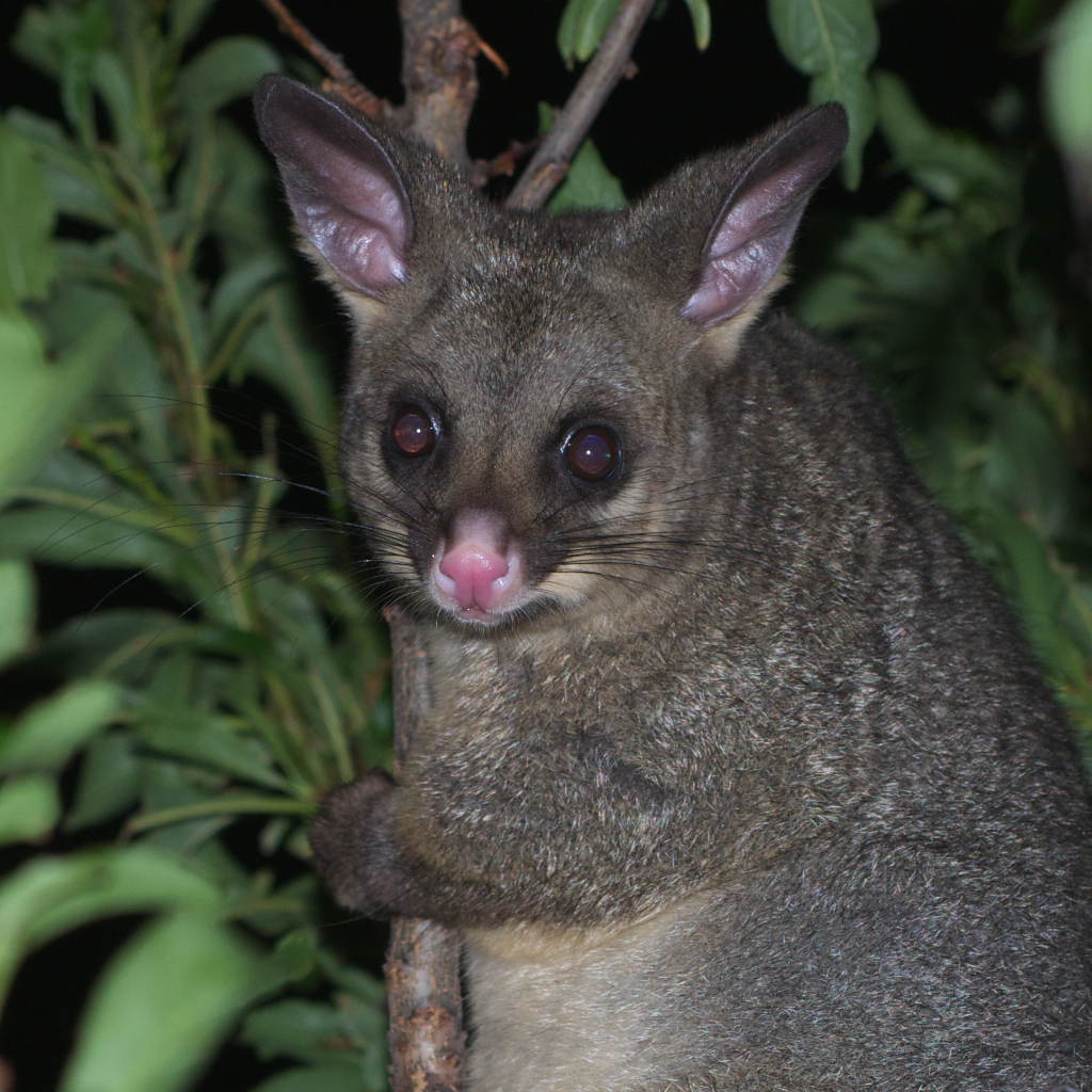 Humane Possum Removal Hoppers Crossing | 17 Arnold Ct, Hoppers Crossing VIC 3029, Australia | Phone: (03) 6145 0197