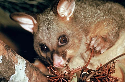 Humane Possum Removal Darley | home goods store | 4 Currington Cres, Darley VIC 3340, Australia | 0367242600 OR +61 3 6724 2600