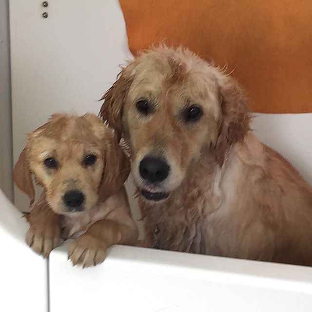 Awesome Pawsome - Mobile Pet Grooming & Wash | 20 Grant St, Hendra QLD 4011, Australia | Phone: 0407 244 515